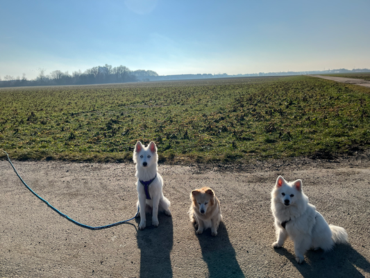 Gassi mit der Hundegruppe