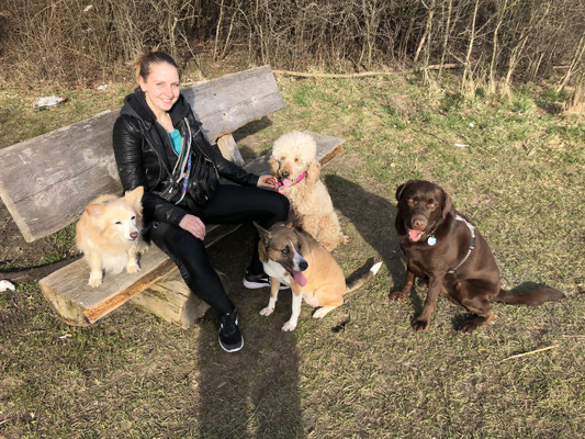 Vier Hunde unterwegs im Grünen