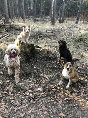 Gassi Runde im Wald