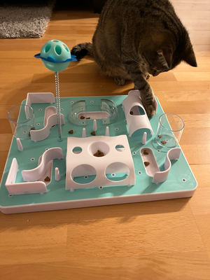 Katzenbetreuung daheim