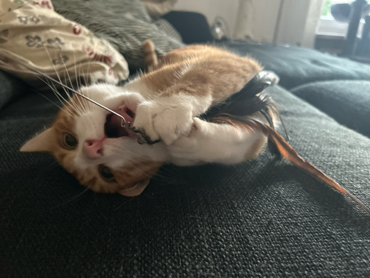 Spieleinheit mit Katze