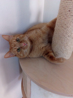 Katze auf Entdeckungstour