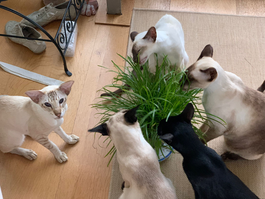 Zwei Katzen gemeinsam versorgt