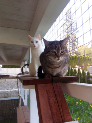 Zwei neugierige Katzen