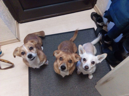 Hunde beim Freilauf