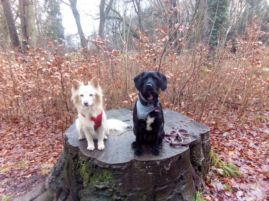 Hunde im Wald unterwegs