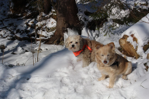 Spaziergang im frischen Schnee
