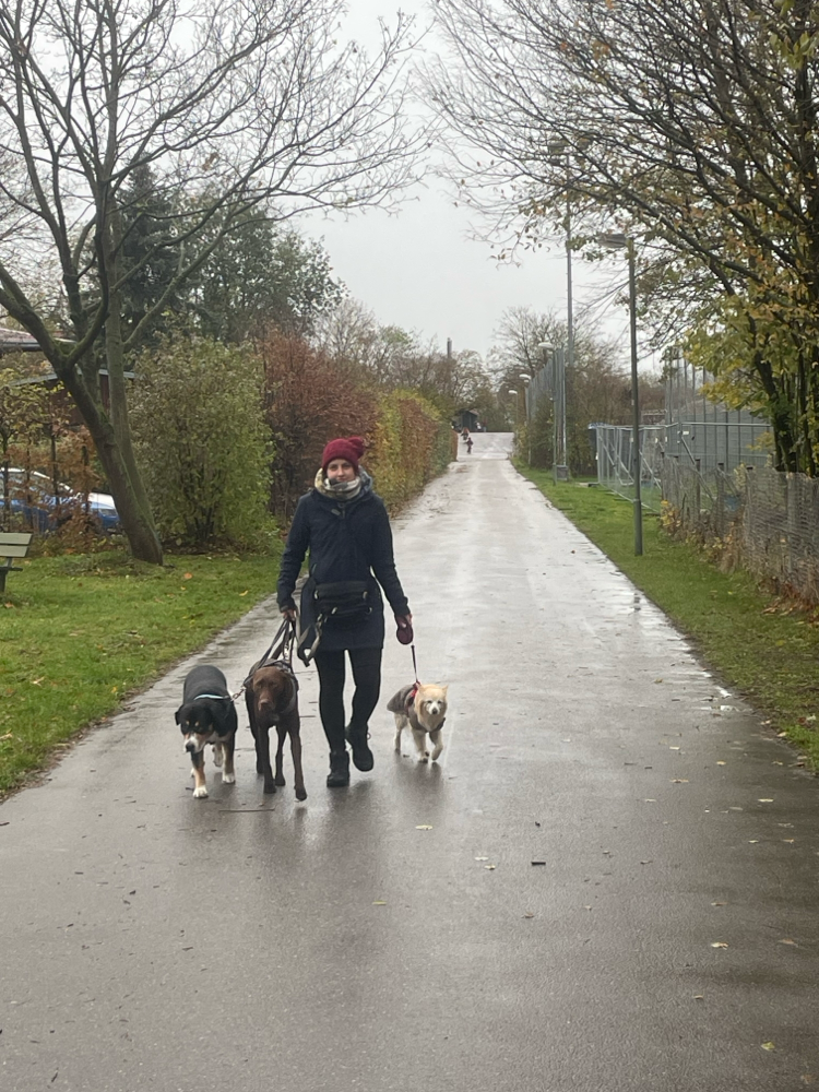 Gassi Service Hund im Wald