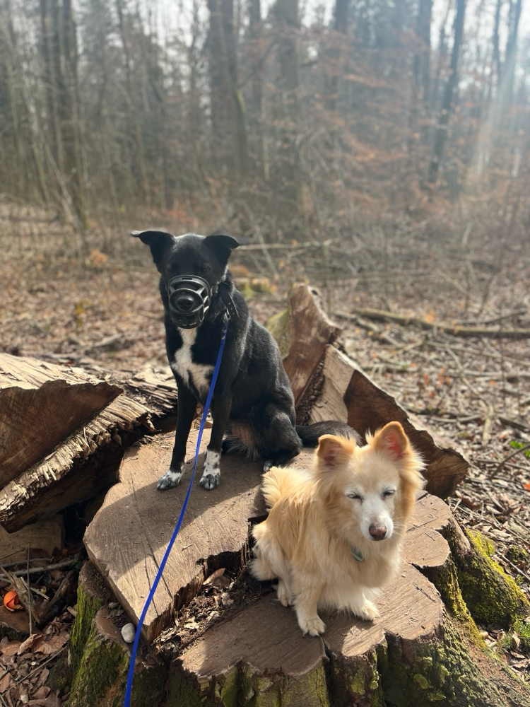 Glückliche Gassi-Runde