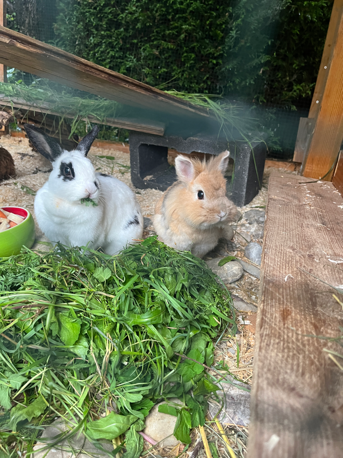 Meerschweinchen Pflege