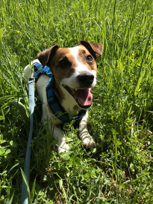 Glücklicher Hund nach dem Auslauf