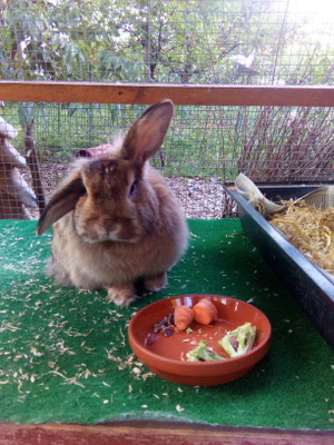 Neugieriges Kaninchen