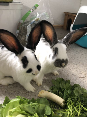 Kaninchen-Gruppe im Gehege