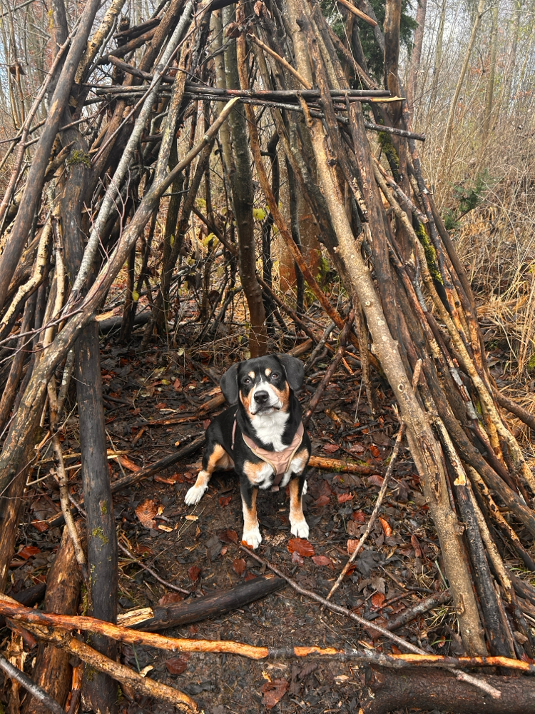 Gassi Service Hund Spaziergang
