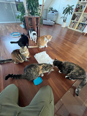 Mobile Katzenbetreuung Augsburg